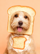 Funny 'Purebred' Pet Portrait, Custom Bread Face Art Gift