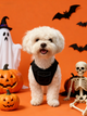 The Spooky Party Pet Portrait, Custom Vibrant Halloween Art
